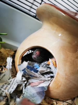 Blondie und Splinter, Farbratte Jungtier - weiblich