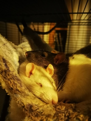 Blondie und Splinter, Farbratte Jungtier - weiblich