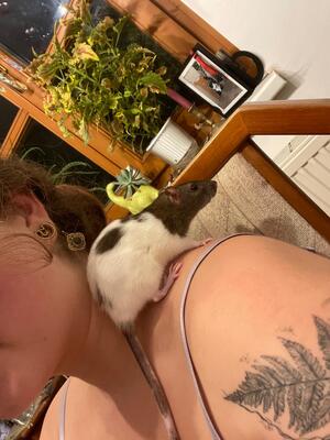 Blondie und Splinter, Farbratte Jungtier - weiblich