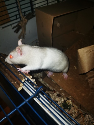 Blondie und Splinter, Farbratte Jungtier - weiblich