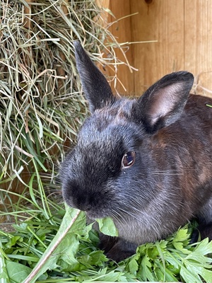 Blümchen, Blacky, Schlumpi, Angora-Löwenkopf-Mix Jungtier - männlich