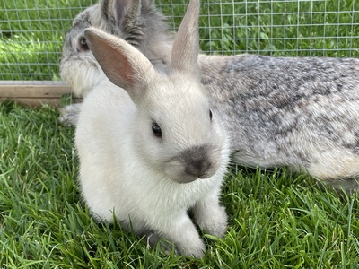 Blümchen, Blacky, Schlumpi, Angora-Löwenkopf-Mix Jungtier - männlich