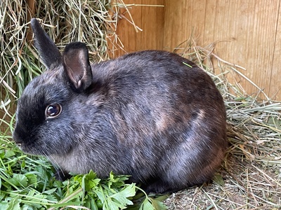 Blümchen, Blacky, Schlumpi, Angora-Löwenkopf-Mix Jungtier - männlich