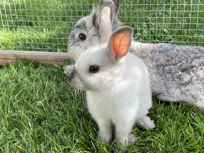 Blümchen, Blacky, Schlumpi, Angora-Löwenkopf-Mix Jungtier - männlich