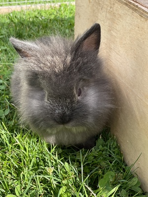 Blümchen, Blacky, Schlumpi, Angora-Löwenkopf-Mix Jungtier - männlich