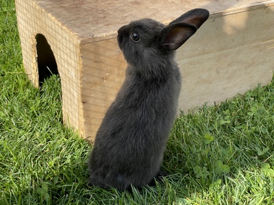 Blümchen, Blacky, Schlumpi, Angora-Löwenkopf-Mix Jungtier - männlich