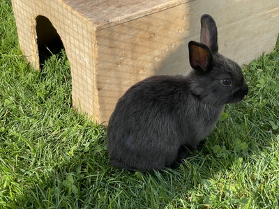 Blümchen, Blacky, Schlumpi, Angora-Löwenkopf-Mix Jungtier - männlich