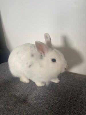 Blümchen, Löwenkopfzwerge - weiblich