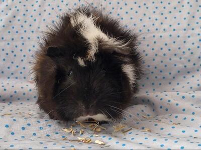 Blume, Rosetten-Meerschweinchen - weiblich