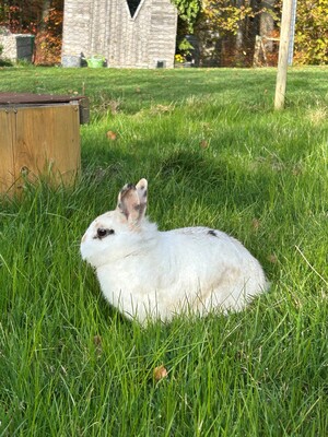 Bonnie, Zwergkaninchen - weiblich