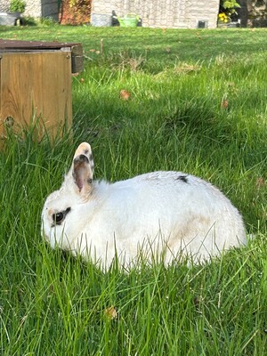 Bonnie, Zwergkaninchen - weiblich