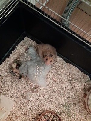 Bounty und Pigster, Teddyhamster Jungtier - männlich