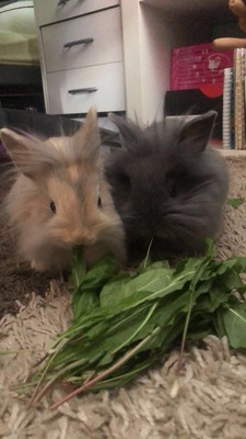 Buggs, Löwenkopfzwerge - männlich