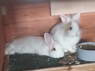 Bugs & Bunny, Zwergkaninchen Jungtier - männlich 1