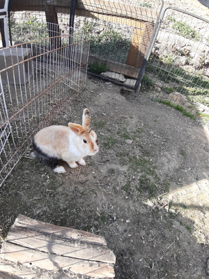 Bunny, Zwergwidder und Zwergkaninchen Jungtier - weiblich