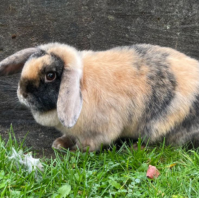 Bunti, Zwergwidderkaninchen - weiblich