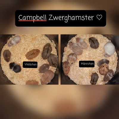 Campbell Zwerghamster Jungtier - weiblich 1