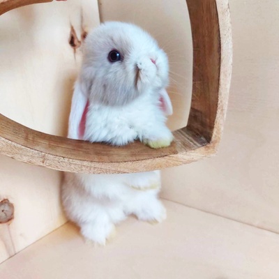 Cappucino, Mini Lop Jungtier - männlich
