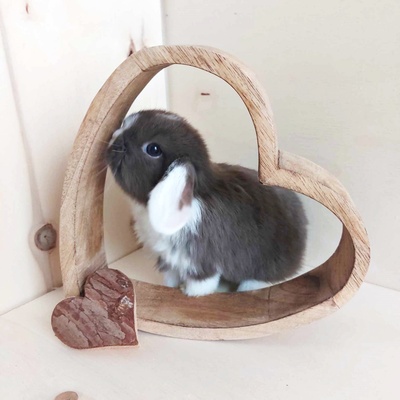 Cappucino, Mini Lop Jungtier - männlich