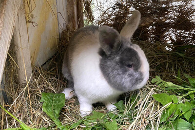 Charly, Zwergkaninchen - männlich