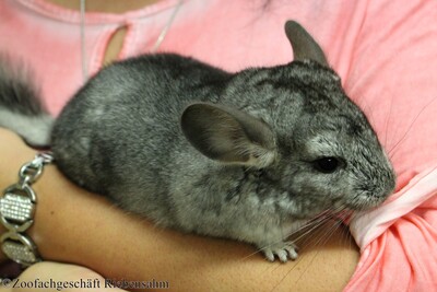 Chinchilla, Langschwanzchinchilla Jungtier - unbekannt