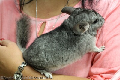 Chinchilla, Langschwanzchinchilla Jungtier - unbekannt