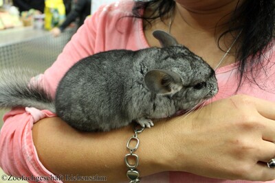 Chinchilla, Langschwanzchinchilla Jungtier - unbekannt