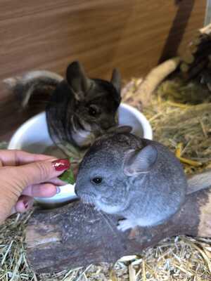 Chinchilla, Langschwanzchinchilla Jungtier - unbekannt