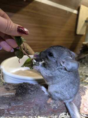 Chinchilla, Langschwanzchinchilla Jungtier - unbekannt