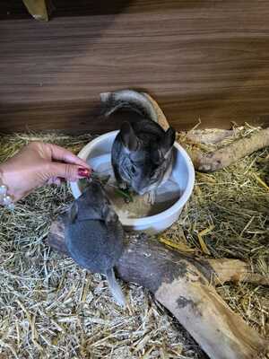 Chinchilla, Langschwanzchinchilla Jungtier - unbekannt