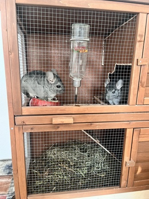 Chinchillas Charlie/Bambi, Welche Rasse das ist, weiß ich nicht. - männlich