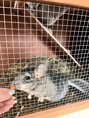 Chinchillas Charlie/Bambi, Welche Rasse das ist, weiß ich nicht. - männlich