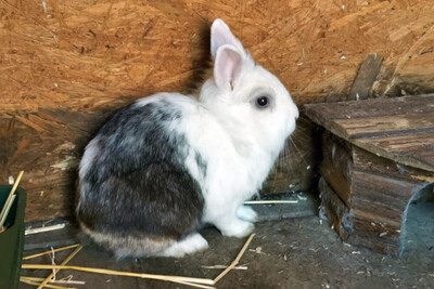 Chuchu, Löwenkopf-Zwergkaninchen-Mix - männlich 1