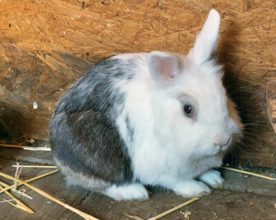 Chuchu, Löwenkopf-Zwergkaninchen-Mix - männlich