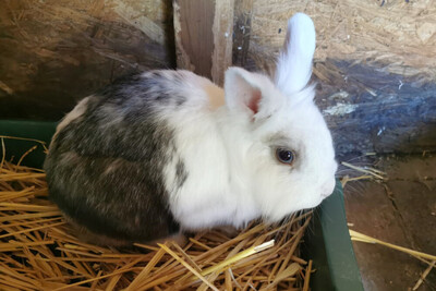 Chuchu, Löwenkopf-Zwergkaninchen-Mix - männlich