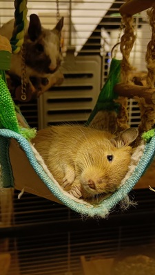 Cinderella, Arielle, SnowWhite, Mix / Unbekannt - weiblich