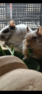 Cinderella, Arielle, SnowWhite, Mix / Unbekannt - weiblich