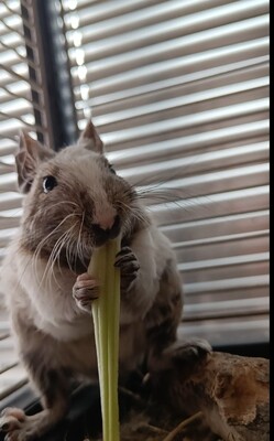 Cinderella, Arielle, SnowWhite, Mix / Unbekannt - weiblich