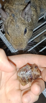 Cinderella, Arielle, SnowWhite, Mix / Unbekannt - weiblich