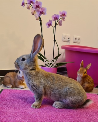 Cinderella, Deutsche Riesen grau Jungtier - weiblich