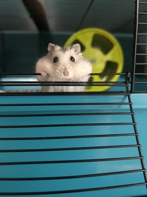 Coco
