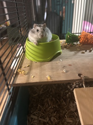 Coco, Dsungarische Zwerghamster - männlich