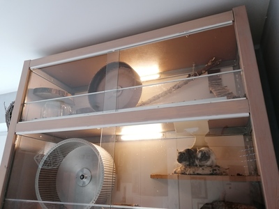 Cola, Fanta, Sprite, Aguti - männlich