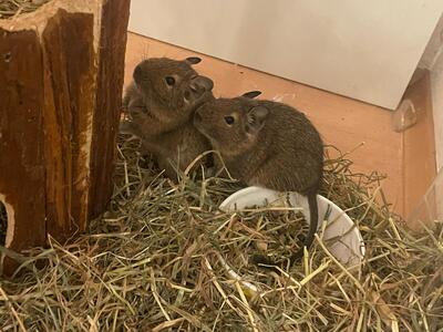 Coocki und Peanut, Walddegu - männlich