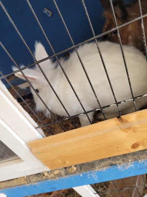 Cooki, Löwenkopfzwerge - männlich