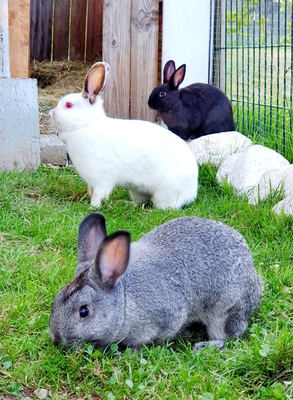 Cookie, muffin und candy, Zwergkaninchen Jungtier - weiblich