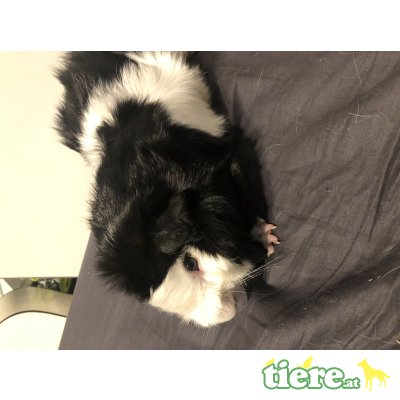 Cuy Riesenmeerschweinchen - männlich