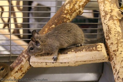 Degu, Gewöhnlicher Degu Jungtier - unbekannt