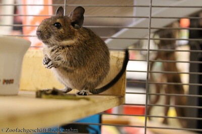 Degu, Gewöhnlicher Degu Jungtier - unbekannt