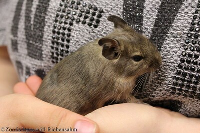 Degu, Gewöhnlicher Degu Jungtier - unbekannt